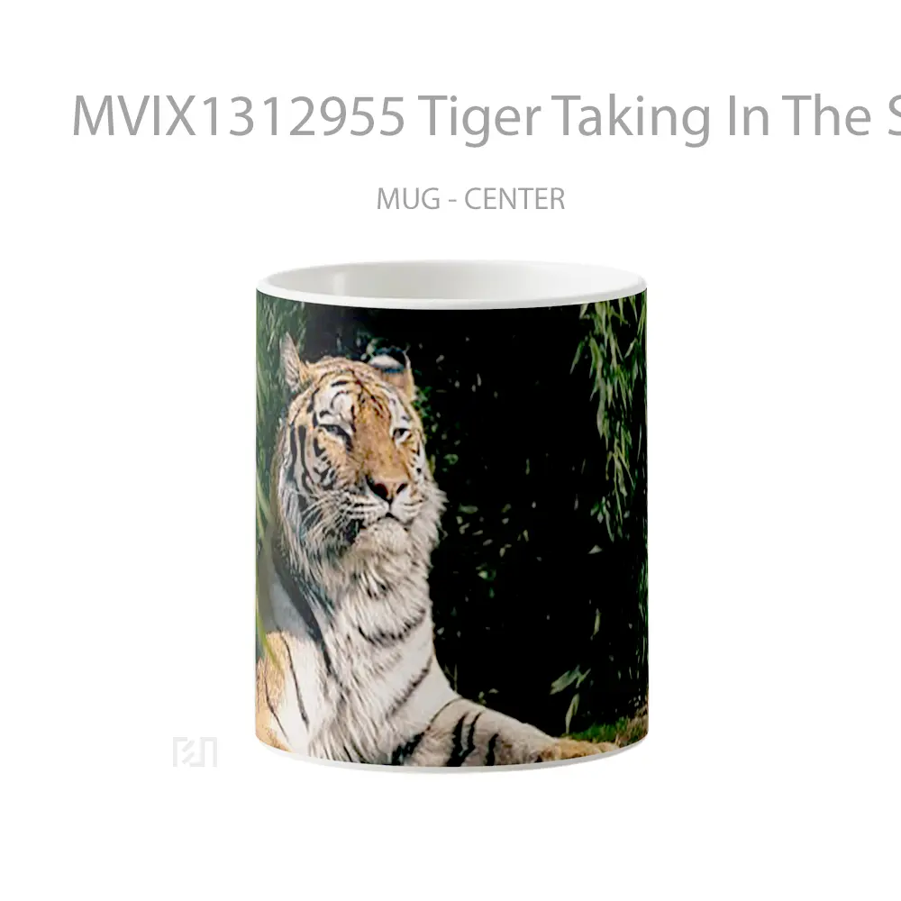 Mug Tiger Taking In The Sun Gelas Hewan Lucu