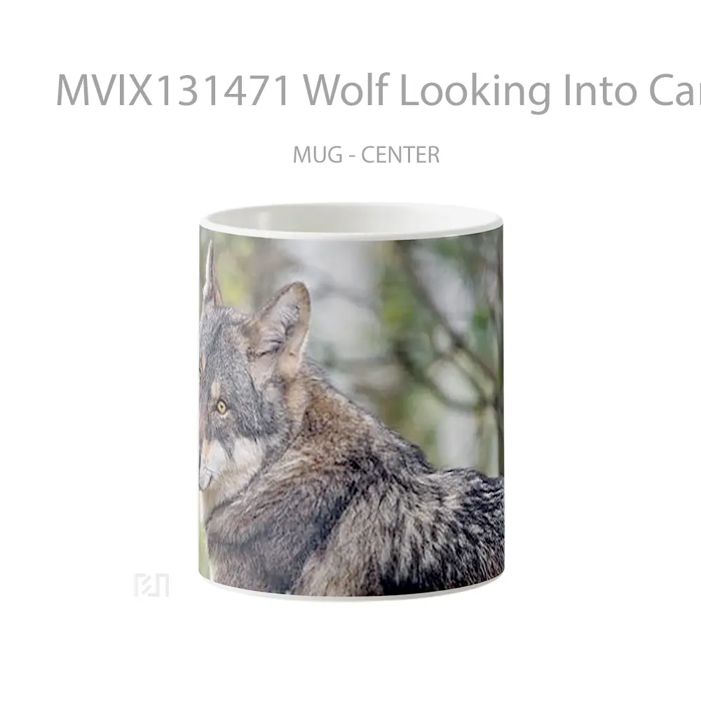 Mug Wolf Looking Into Camera Gelas Hewan Lucu
