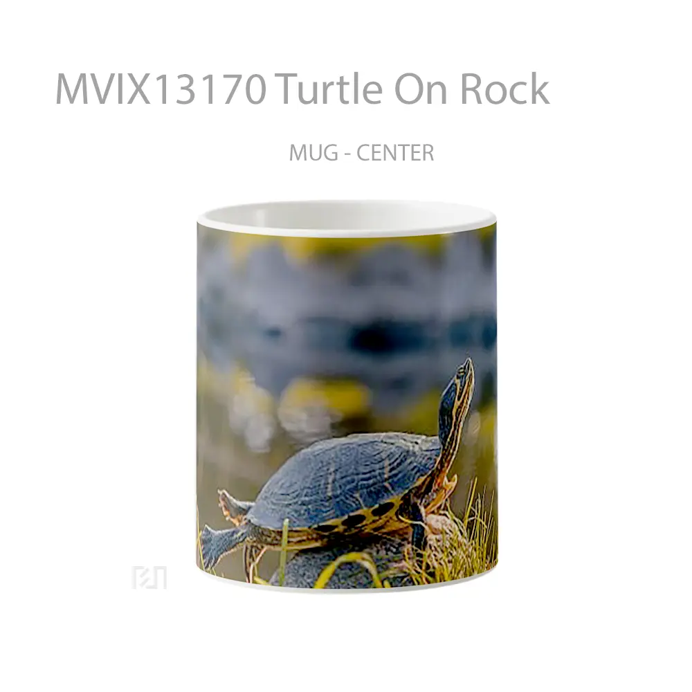 Mug Turtle On Rock Gelas Hewan Lucu
