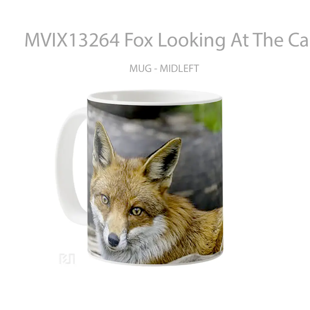 Mug Fox Looking At The Camera Gelas Hewan Lucu - All-side / Desain