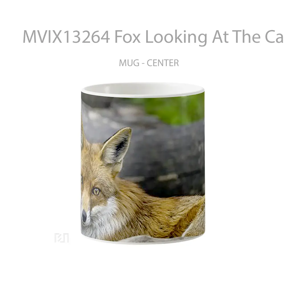 Mug Fox Looking At The Camera Gelas Hewan Lucu