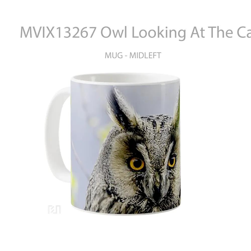 Mug Owl Looking At The Camera Gelas Hewan Lucu - All-side / Desain