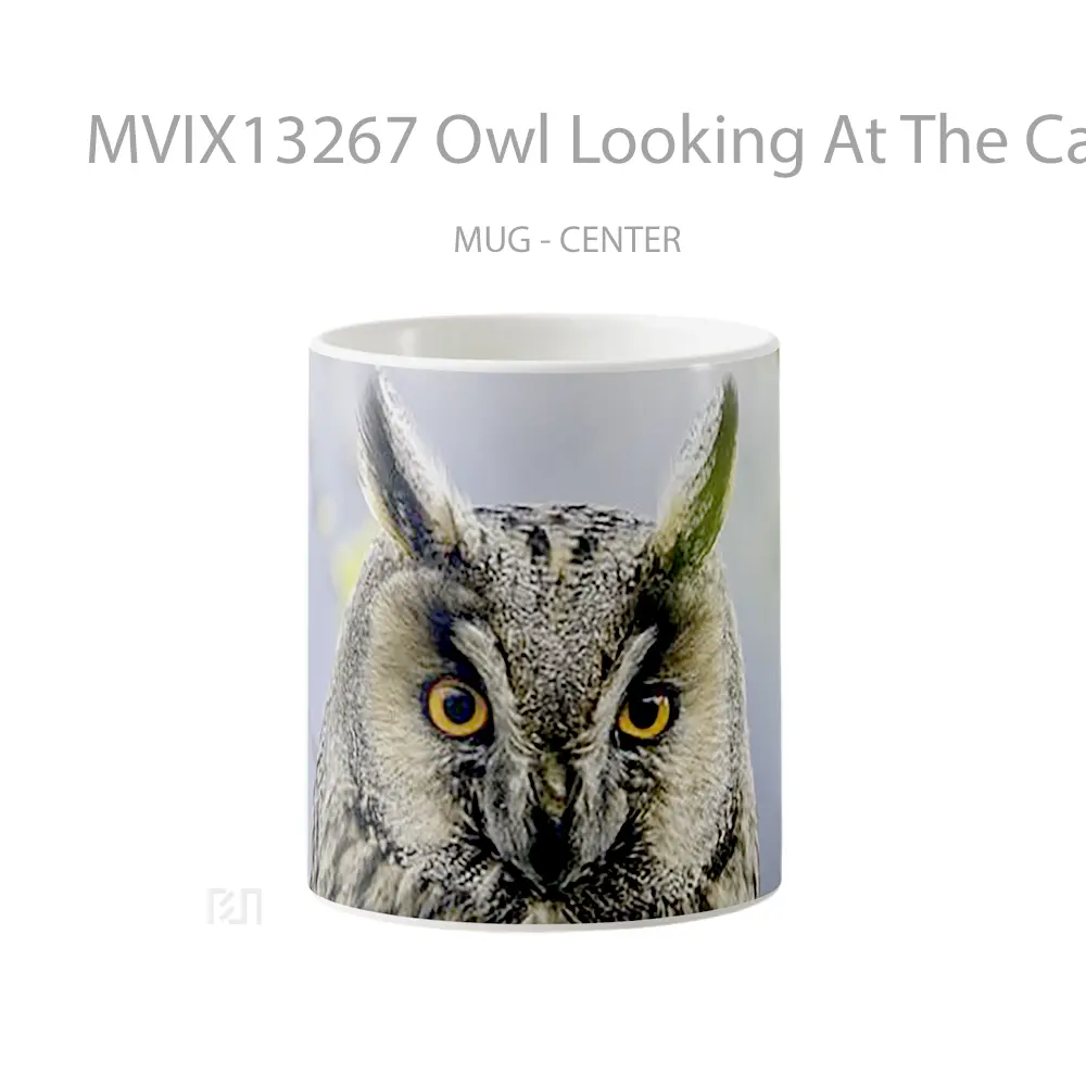 Mug Owl Looking At The Camera Gelas Hewan Lucu