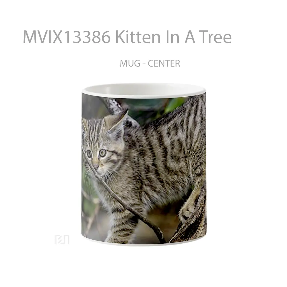 Mug Kitten In A Tree Gelas Hewan Lucu