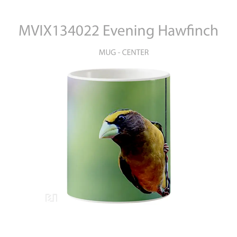 Mug Evening Hawfinch Gelas Keramik Unik