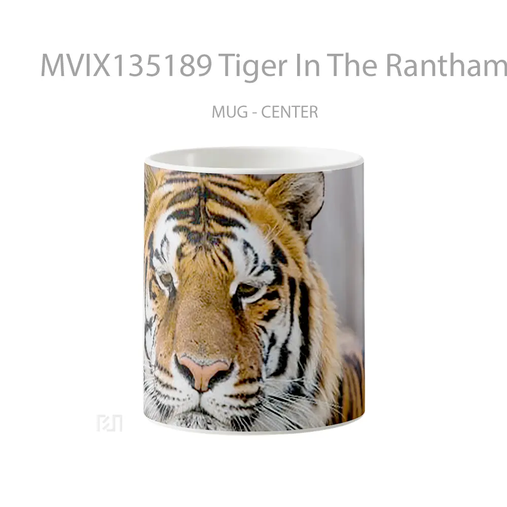 Mug Tiger In The Ranthambore Reserve Gelas Hewan Lucu