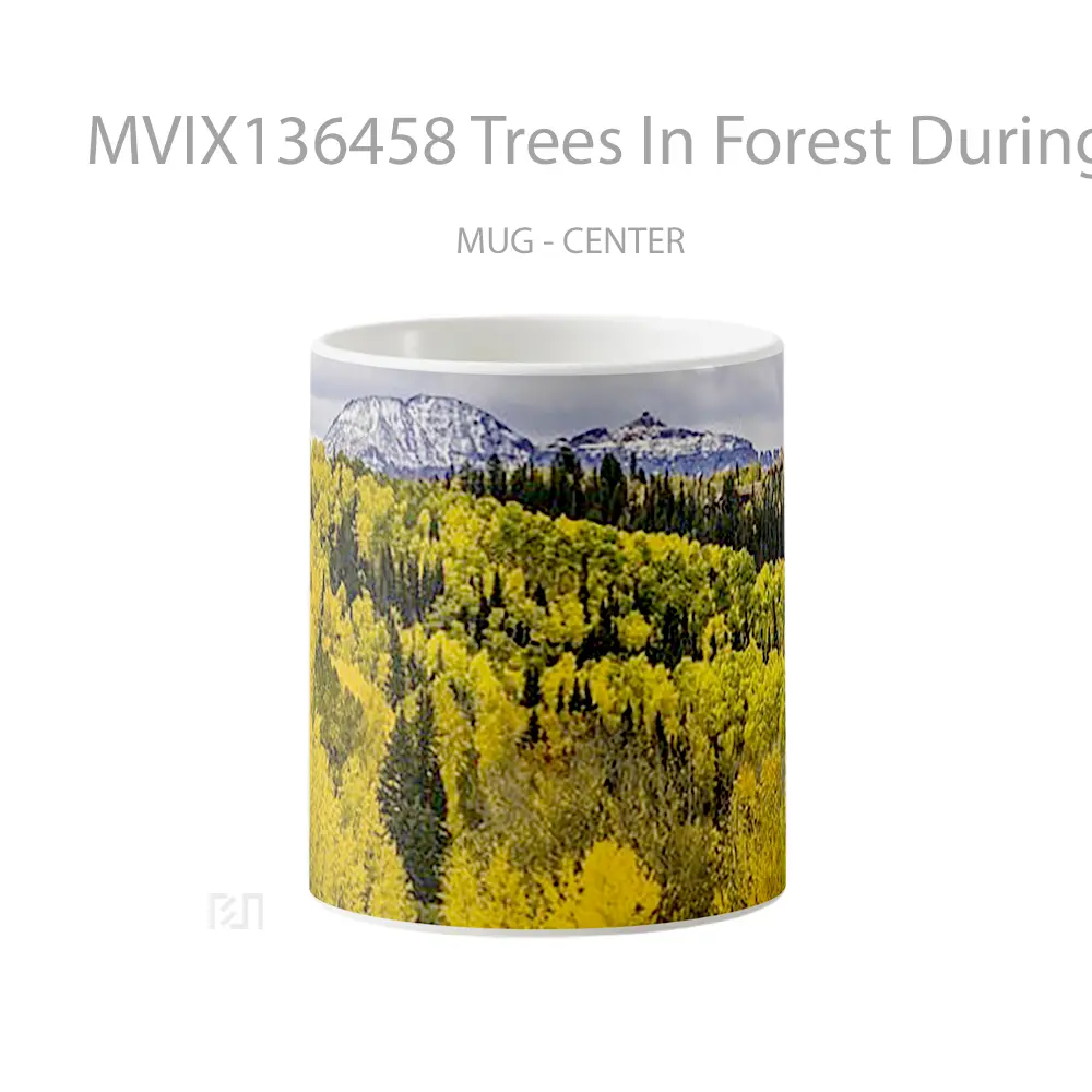 Mug Trees In Forest During Autumn In Colorado Gelas Pemandangan Alam