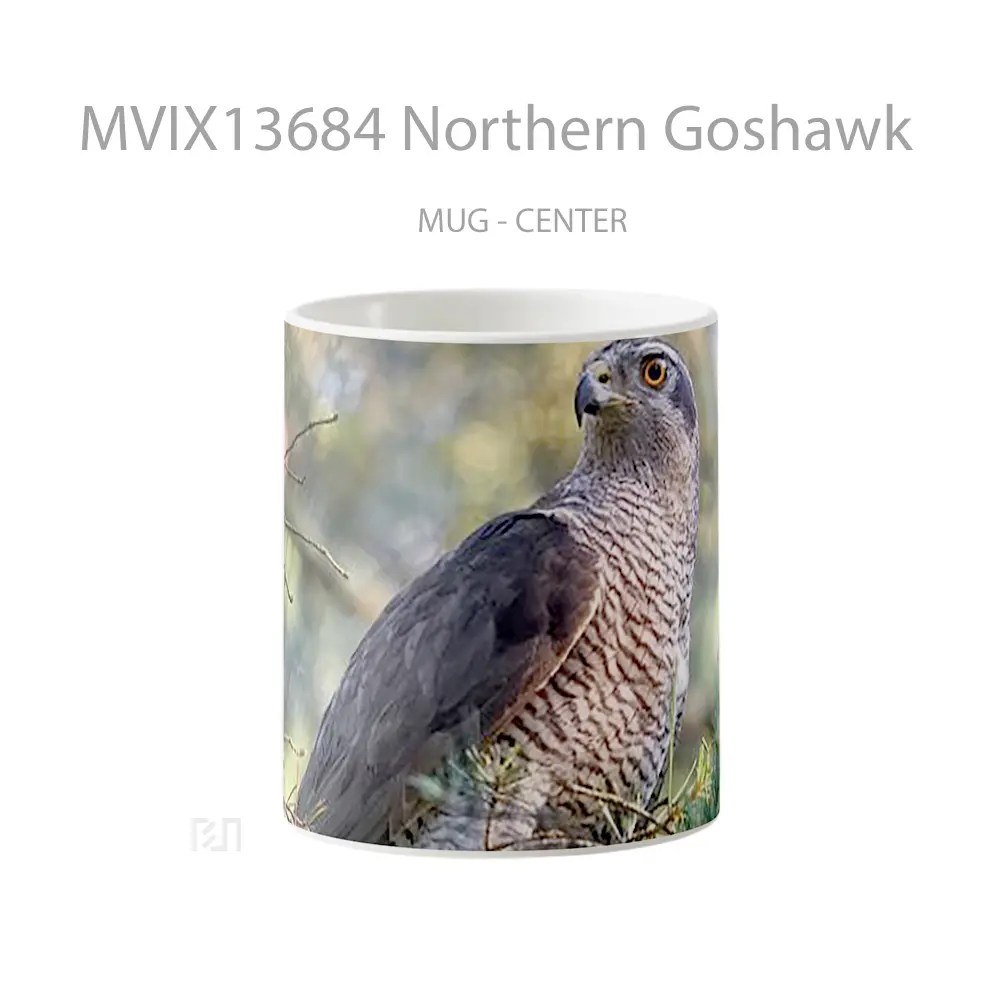 Mug Northern Goshawk Gelas Keramik Unik